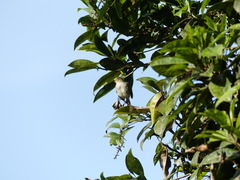 Zimmerius albigularis