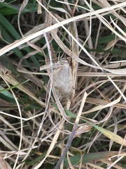 Trichopteryx polycommata