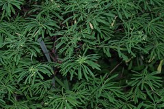 Euphorbia kraussiana