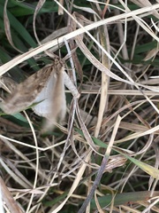 Trichopteryx polycommata