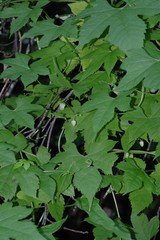 Ceratiosicyos laevis