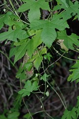 Ceratiosicyos laevis