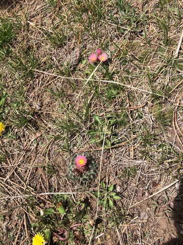 Mountain Ball Cactus