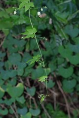 Ceratiosicyos laevis