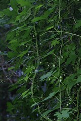 Ceratiosicyos laevis