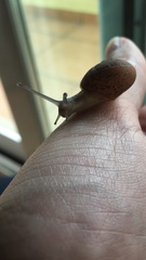 Cornu aspersum