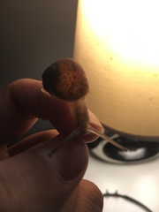 Cornu aspersum