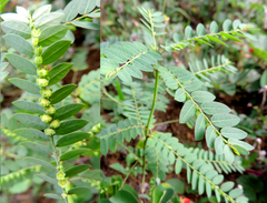 Phyllanthus stipulatus