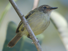 Poecilotriccus latirostris