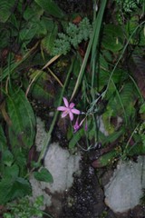 Hesperantha huttonii