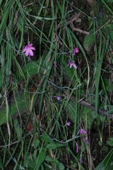 Hesperantha huttonii
