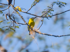 Todirostrum chrysocrotaphum