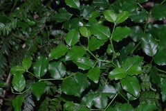 Cassinopsis ilicifolia