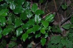Cassinopsis ilicifolia