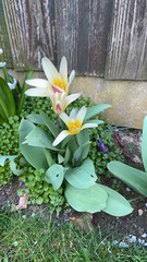 Tulipa