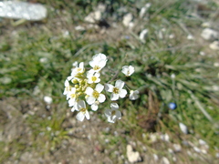 Capsella grandiflora