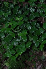 Cassinopsis ilicifolia