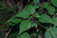 Laportea peduncularis