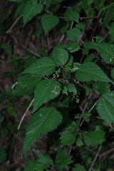 Laportea peduncularis