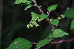 Laportea peduncularis