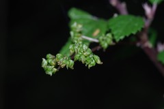 Laportea peduncularis