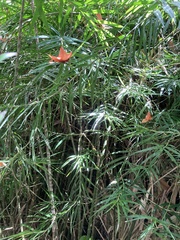 Freycinetia cumingiana