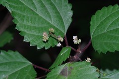 Laportea peduncularis