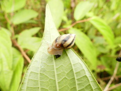 Drymaeus aequatorianus