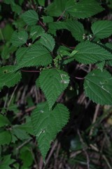 Laportea peduncularis