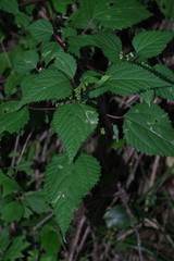 Laportea peduncularis