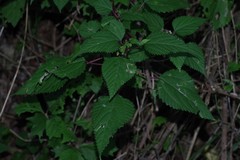 Laportea peduncularis