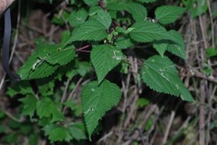 Laportea peduncularis
