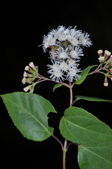 Kaunia saltensis