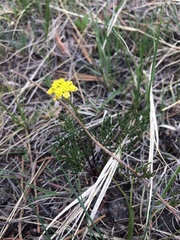 Cymopterus