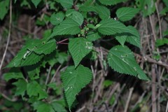 Laportea peduncularis