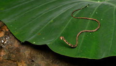 Aplopeltura boa