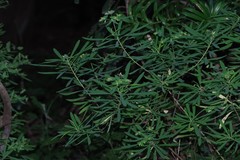 Euphorbia kraussiana