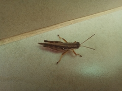 Dichroplus fuscus