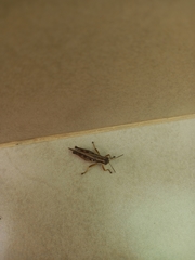 Dichroplus fuscus