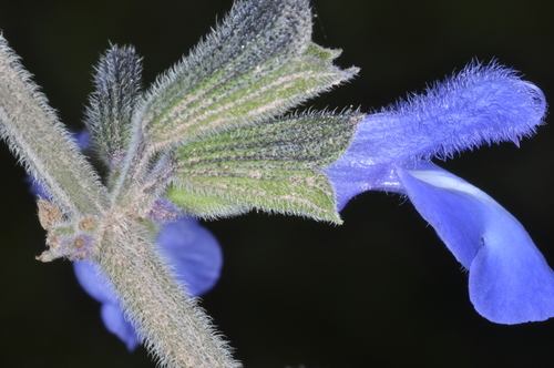 Image of Salvia stachydifolia by (c) aacocucci, some rights reserved (CC BY)
