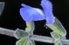 Salvia stachydifolia