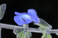 Salvia stachydifolia