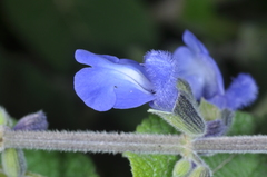 Salvia stachydifolia