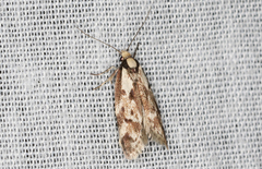 Palimmeces variegata