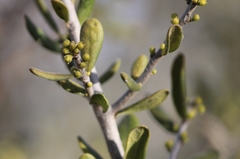 Forestiera angustifolia