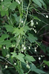Ceratiosicyos laevis