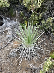 Argyroxiphium kauense