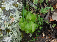 Pinguicula moranensis