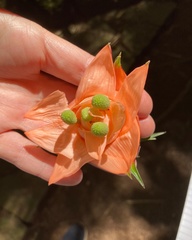 Freycinetia cumingiana
