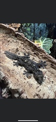 Uroplatus pietschmanni